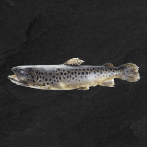Frossen regnbueørret med hode og hale, sløyd, 0,9–1,5 kg 10–15 kg,. NO